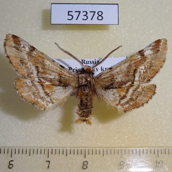 Geometridae Apochima juglansiaria Primorye