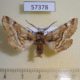 57378p Geometridae Apochima juglansiaria Primorye $6