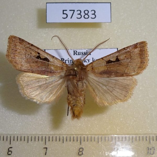 Noctuidae Cerastis pallescens Primorye