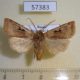 57383p Noctuidae Cerastis pallescens Primorye $6