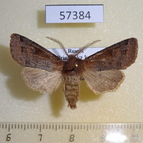 Noctuidae Harutaeographa stenoptera Primorye