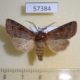57384p Noctuidae Harutaeographa stenoptera Primorye $7