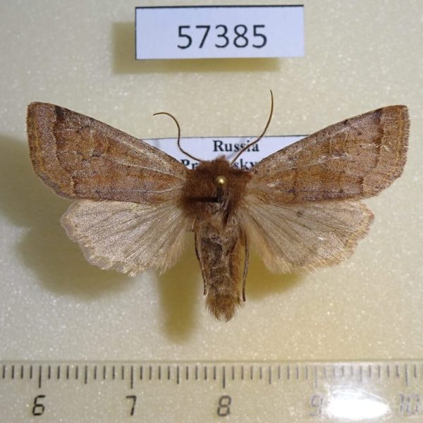 Noctuidae Anorthoa angustipennis Primorye