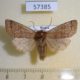 57385p Noctuidae Anorthoa angustipennis Primorye $6