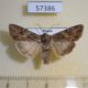 57386p Noctuidae Anarta trifolii Primorye $7