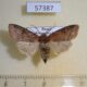 57387p Noctuidae Harutaeographa stenoptera f Primorye $9
