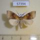 57394p Noctuidae Gelastocera ochroleucana Primorye $5