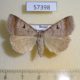 57398p Noctuidae Lygephila pastinum f Khakassia rep. $7