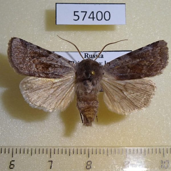 Noctuidae Cerastis rubricosa Primorye