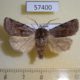 57400p Noctuidae Cerastis rubricosa Primorye $5