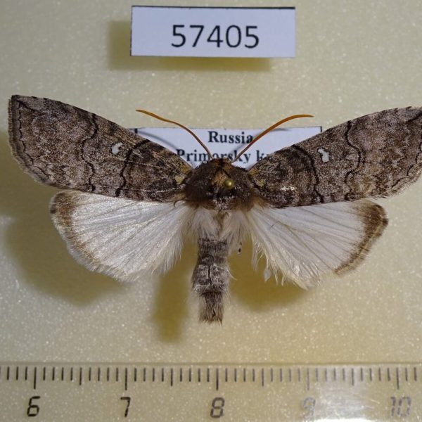 Thyatiridae Shinploca shini Primorye