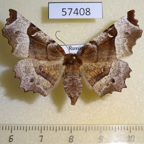 Geometridae Selenia tetralunaria f Primorye