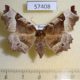 57408p Geometridae Selenia tetralunaria f Primorye $5