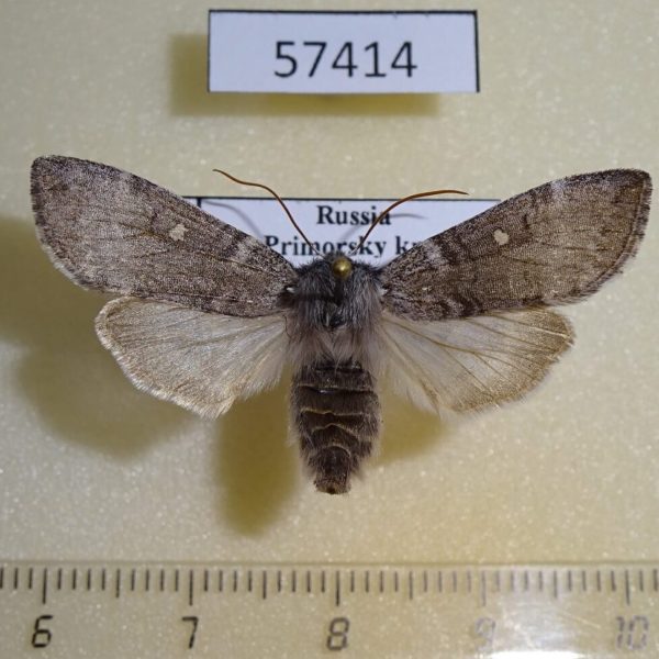 Thyatiridae Neodaruma tamanukii Primorye