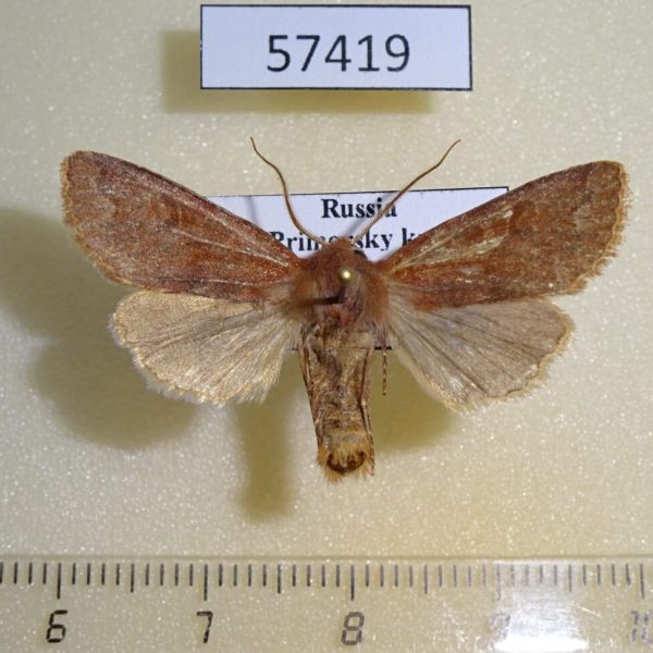 Noctuidae Orthosia odiosa Primorye