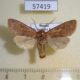 57419p Noctuidae Orthosia odiosa Primorye $8