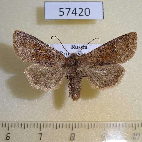 Noctuidae Anorthoa angustipennis Primorye