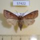57422p Noctuidae Harutaeographa stenoptera f Primorye $9