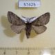 57425p Notodontiidae Gluphysia crenata Primorye $5