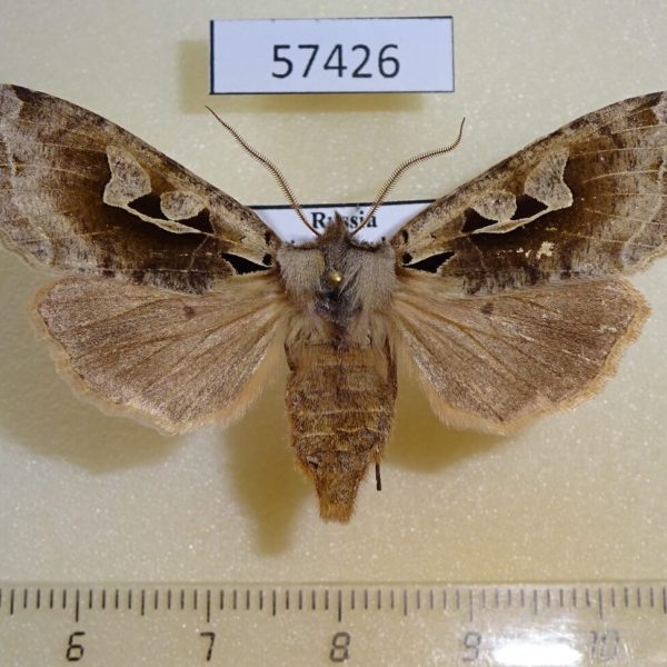 Noctuidae Perigrapha hoenei f Primorye