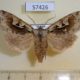 57426p Noctudae Perigrapha hoenei f Primorye $8