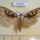 57427p Noctudae Perigrapha hoenei f Primorye $8