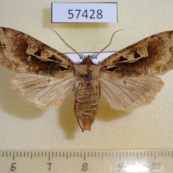 Noctuidae Perigrapha hoenei f Primorye