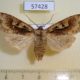 57428p Noctudae Perigrapha hoenei f Primorye $8