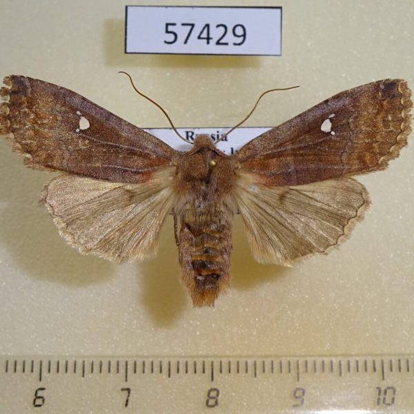 Noctuidae Eupsilia transversa Primorye