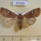 57429p Noctudae Eupsilia transversa Primorye $5