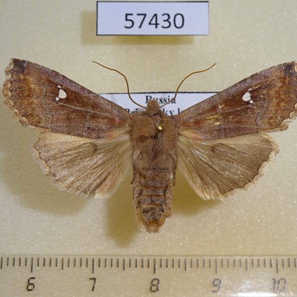 Noctuidae Eupsilia transversa Primorye
