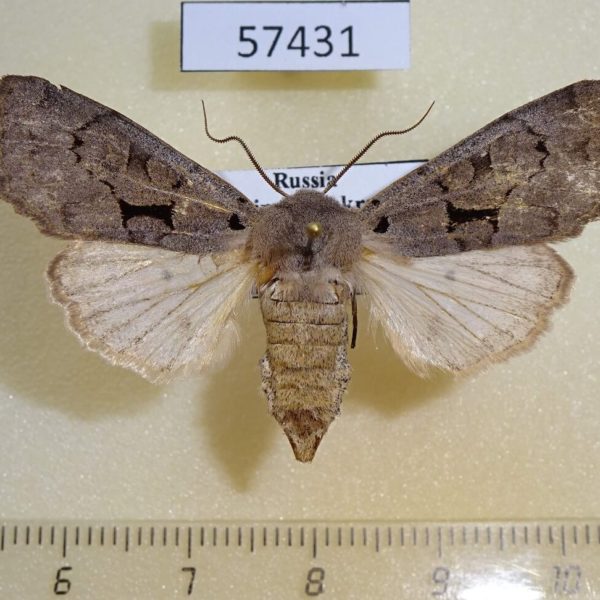 Noctuidae Orthosia carnipennis f Primorye