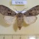 57431p Noctudae Orthosia carnipennis f Primorye $7