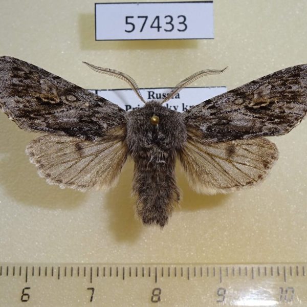 Noctuidae Brachionycha nubeculosa jezoensis Primorye