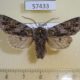 57433p Noctudae Brachionycha nubeculosa jezoensis Primorye $5