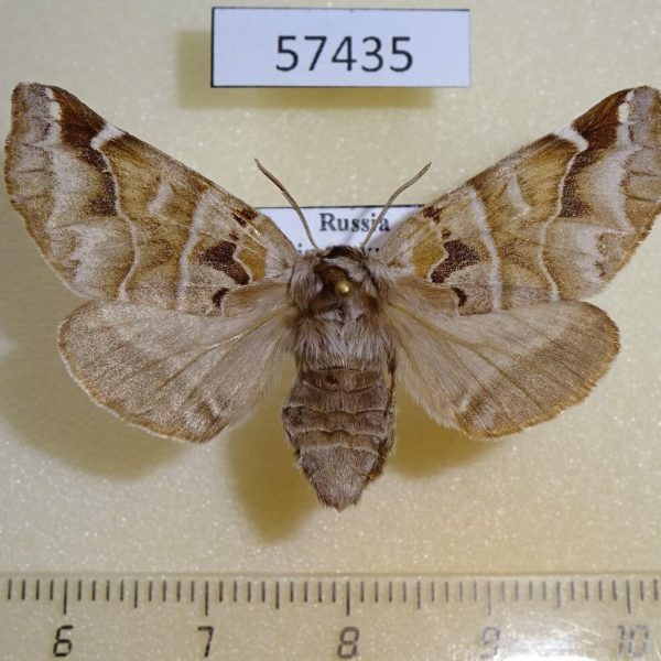 Notodontiidae Pygaera timon f Primorye