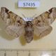 57435p Notodontiidae Pygaera timon f Primorye $7
