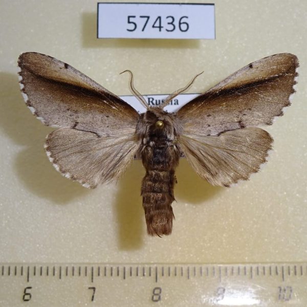Notodontiidae Togopteryx velutina Primorye