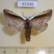 57436p Notodontiidae Togopteryx velutina Primorye $5