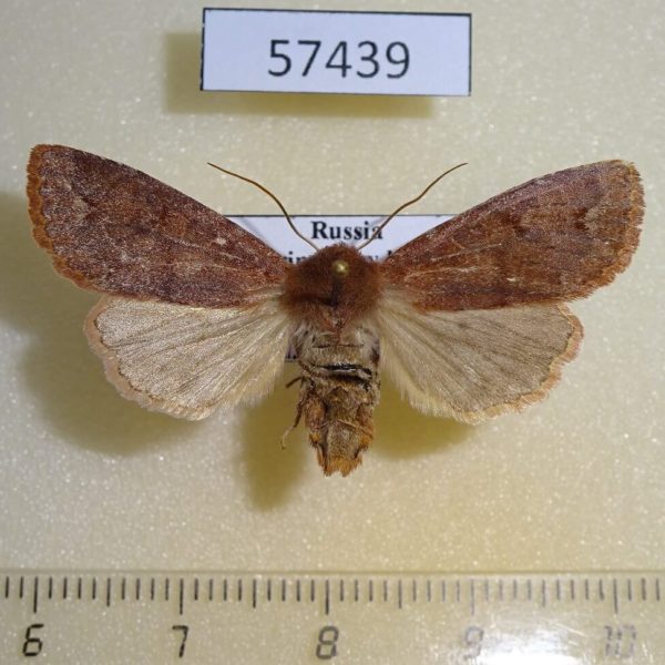 Noctuidae Orthosia odiosa f Primorye