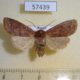 57439p Noctudae Orthosia odiosa f Primorye $10