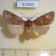57440p Noctudae Orthosia odiosa f Primorye $8
