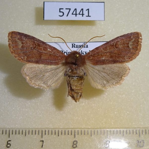 Noctuidae Orthosia odiosa f Primorye