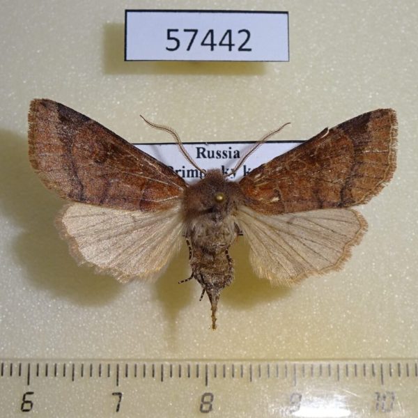 Noctuidae Harutaeographa stenoptera f Primorye