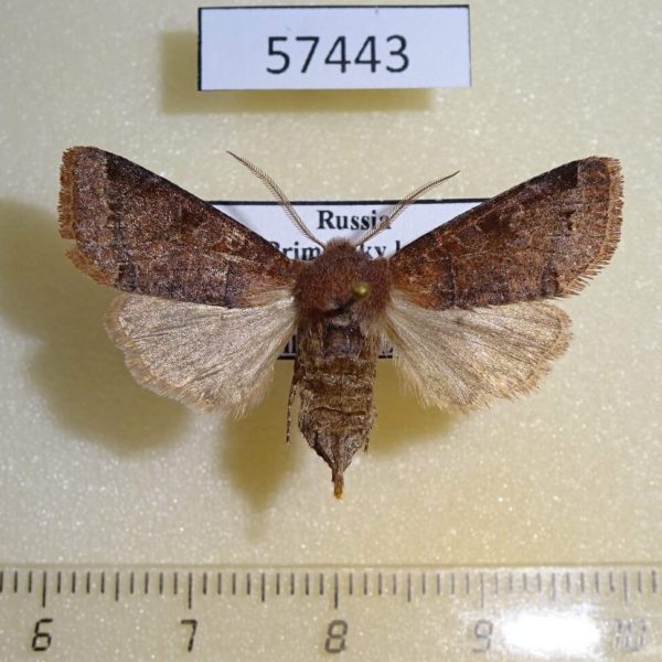 Noctuidae Harutaeographa stenoptera f Primorye