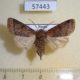 57443p Noctudae Harutaeographa stenoptera f Primorye $7