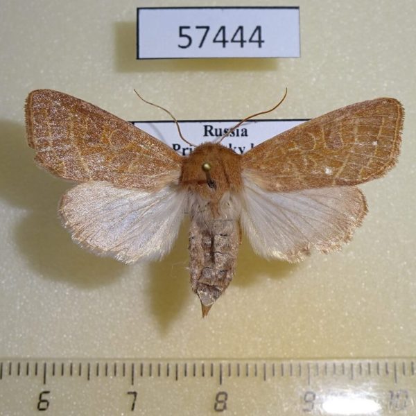 Noctuidae Orthosia cedermarki f Primorye