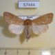 57444p Noctudae Orthosia cedermarki f Primorye $12