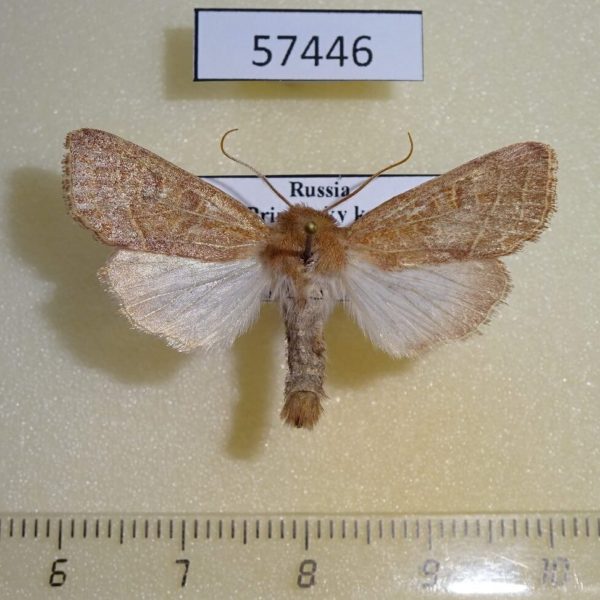 Noctuidae Orthosia cedermarki Primorye
