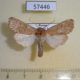 57446p Noctudae Orthosia cedermarki Primorye $8